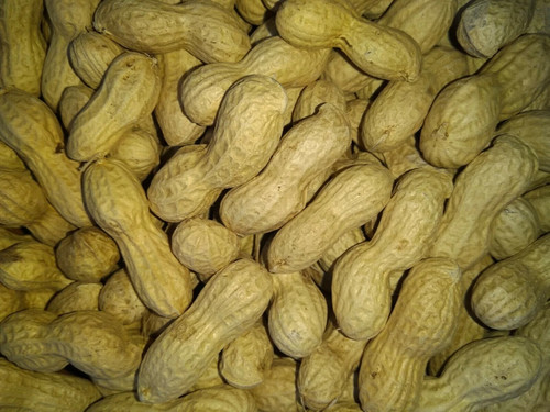 Erdnüsse mit schale - mit,