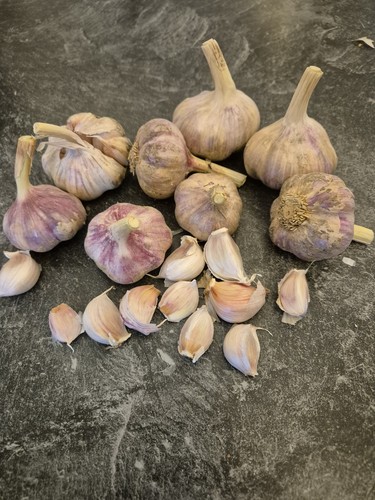 Winterknoblauch sorte - 1,