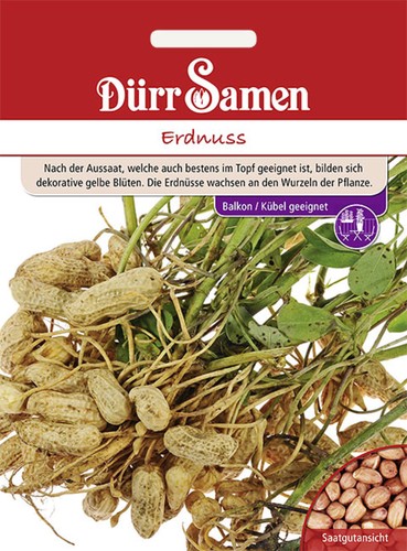 Erdnuss saatgut von - erdnuss,